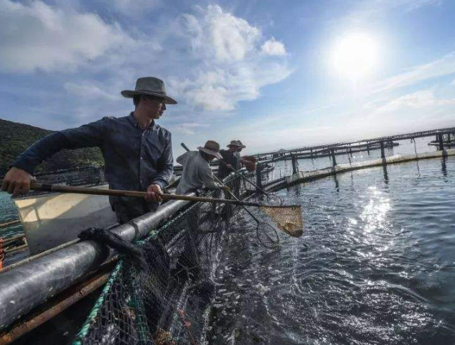 青岛海洋渔业加快转型升级