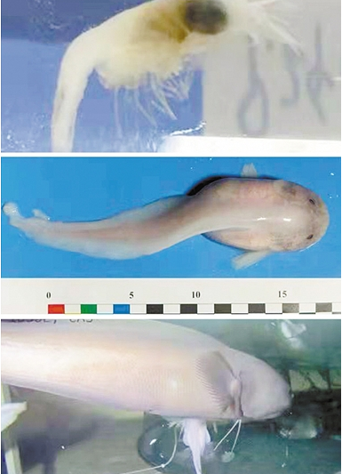 “探索一号”从马里亚纳海沟带回了什么