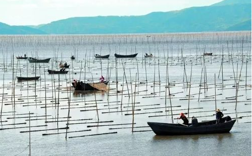 新华社点赞浙江苍南：为全国提供养殖用海规范化管理的“苍南样本”